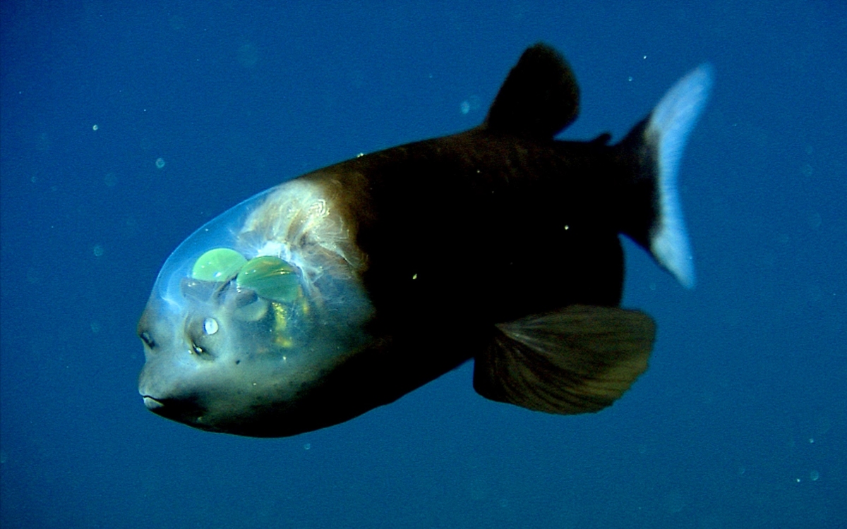 Curiosidades: Existe un pez de cabeza transparente