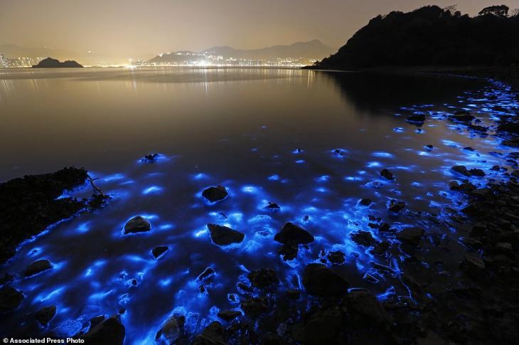 Curiosidades: la bioluminiscencia